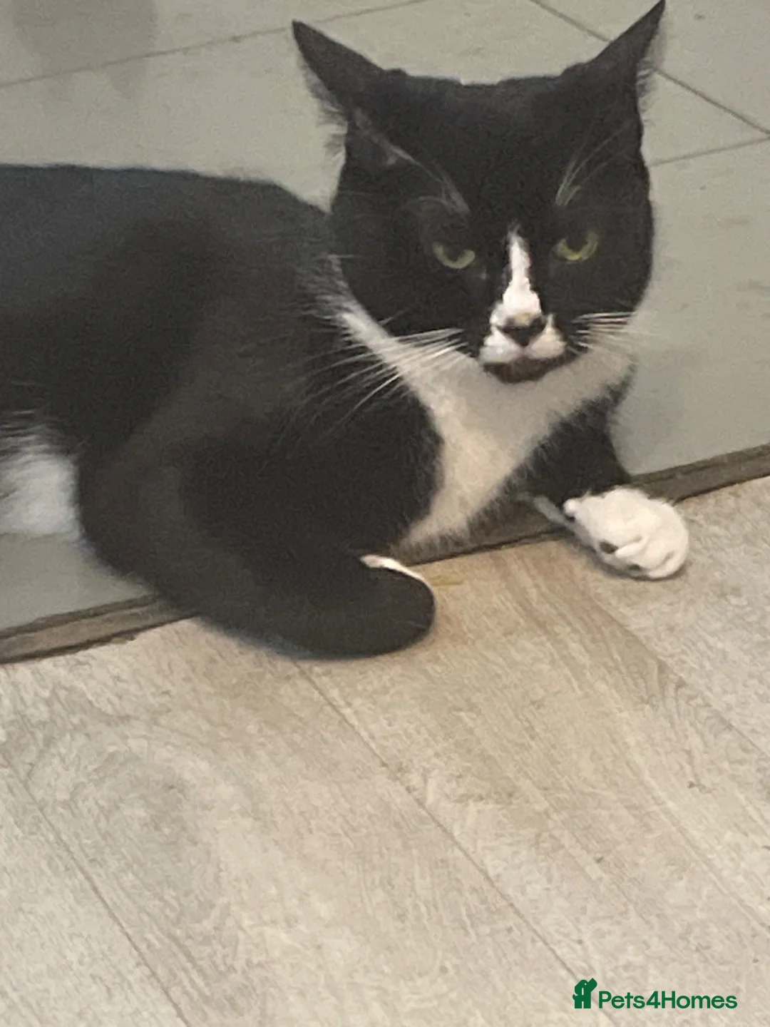 American Shorthair cats for sale: Cute non violent kitten  - Advert 1