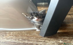 Mixed Breed cats for sale: Black and White kittens left! Ready Now!!  - Image 4