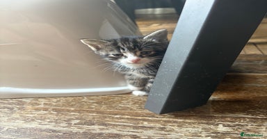Mixed Breed cats - Advert 10