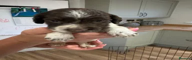English Springer Spaniel 4