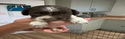 English Springer Spaniel dogs for sale: KC Registered English Springer Spaniel Puppies  - Advert 7