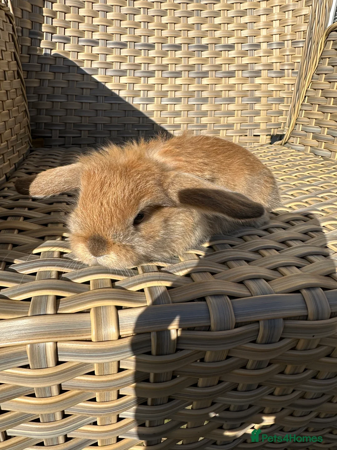 Mini Lop rabbits for sale: 4 handsome male mini lop baby brothers. - Advert 7