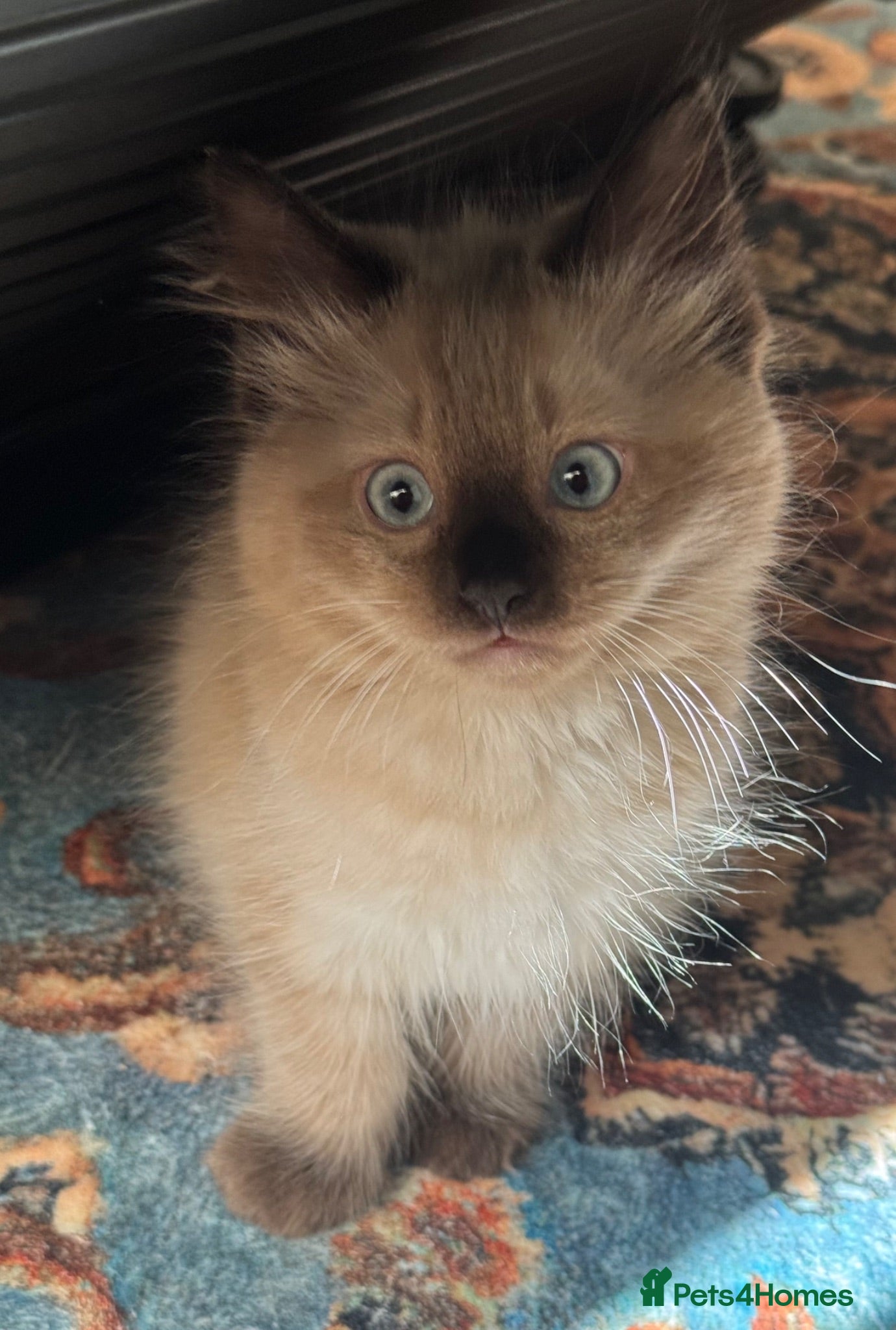 Ragdoll cats Eight-week-old Ragdoll kitten  - Advert 7