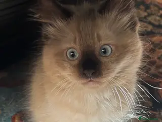 Ragdoll cats Eight-week-old Ragdoll kitten - Advert 7