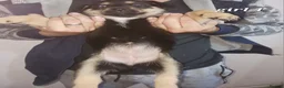 Mixed Breed dogs for sale: Rottsky puppies for sale  - Advert 6