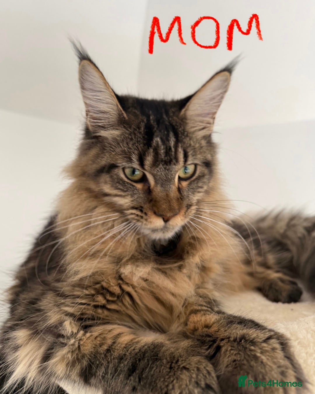 Maine Coon cats for sale: Beautiful Maine Coon Kittens – Ready mid January - Advert 6