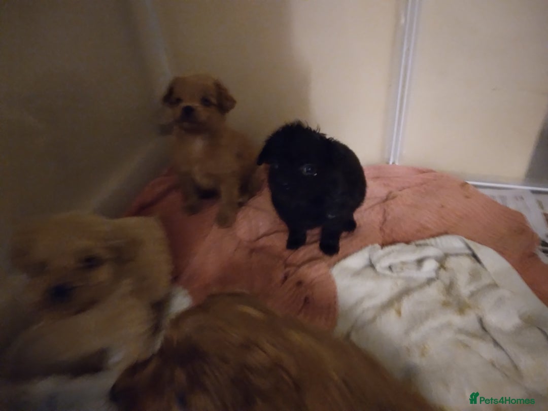 Cockapoo dogs for sale: Gorgeous puppies  - Advert 6