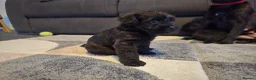 Mixed Breed dogs for sale: Puppies looking for home ❤️  in Grantham - Advert 4