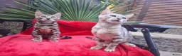 Bengal cats for sale: Show Quality Bengal Kittens – 5★ Licensed Cattery - Advert 9