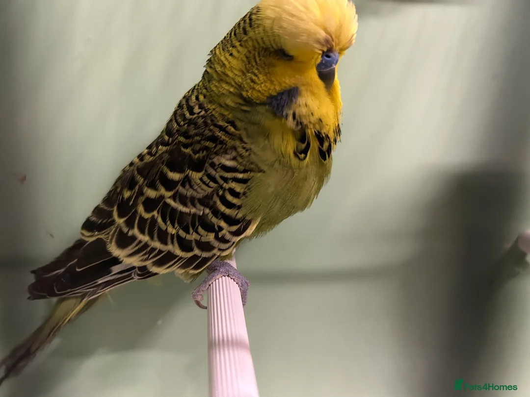 Budgerigars birds for sale: Budgies for sale, all in good health - Advert 5