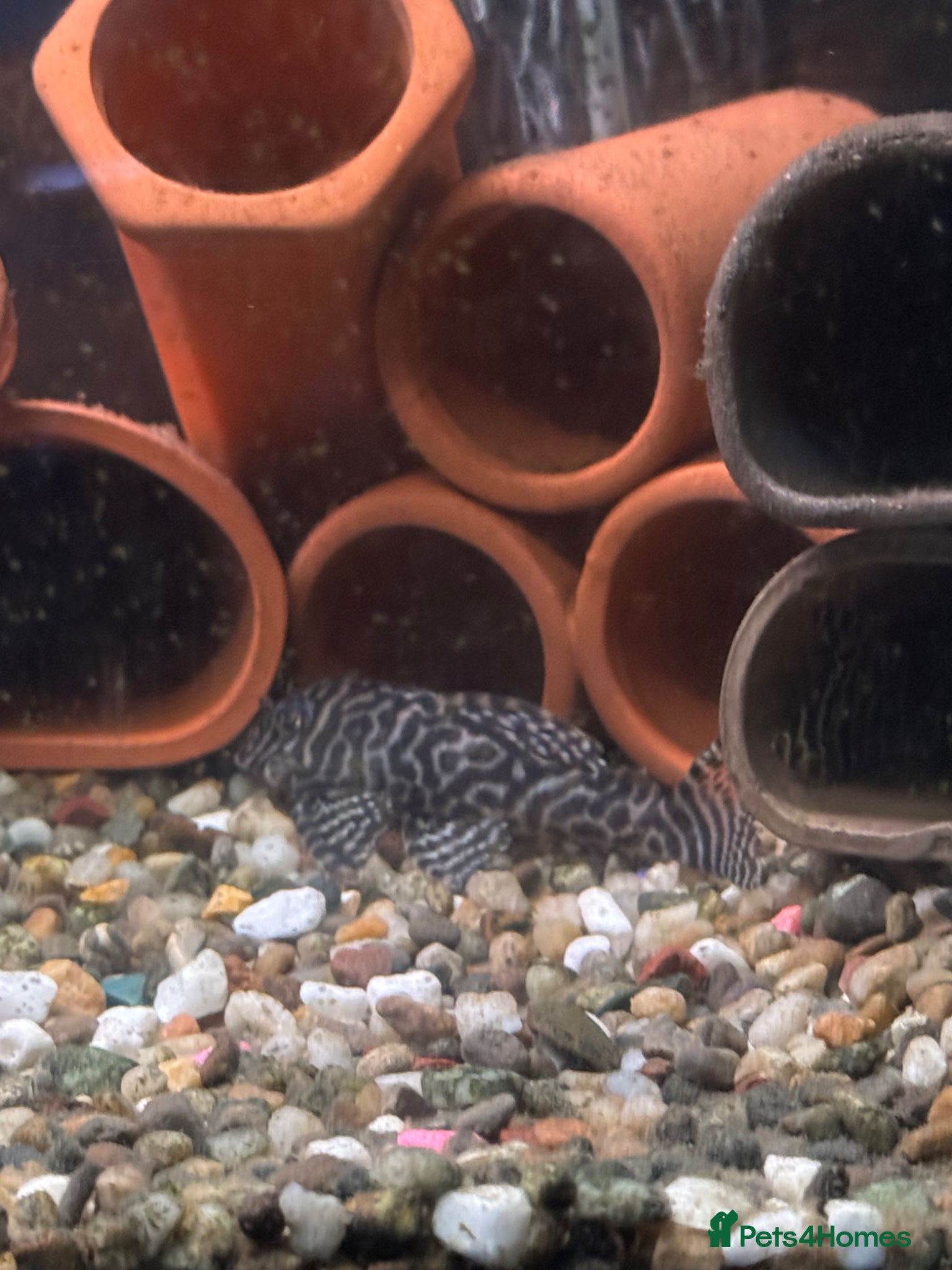 Plecos fish X6 Breeding Group of L333 Plecos - Advert 4