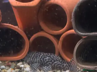 Plecos fish X6 Breeding Group of L333 Plecos - Advert 6