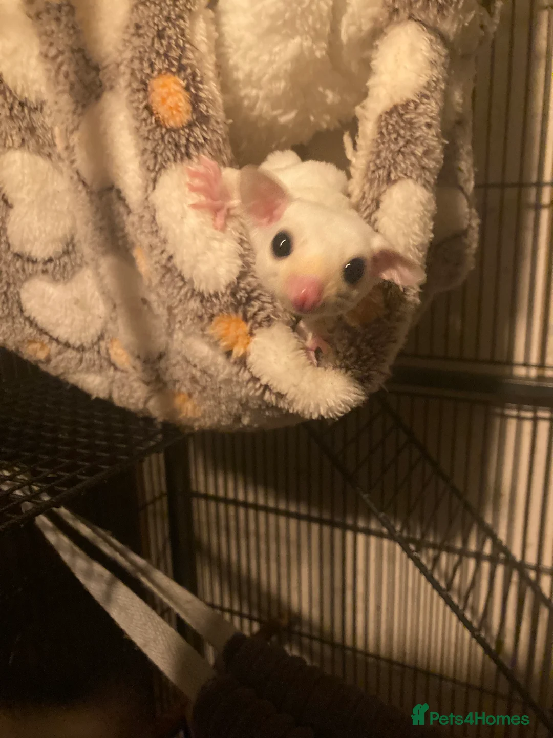 Sugar Glider rodents for sale: Baby leu sugar gliders and Pygmy hedgehogs  - Advert 1