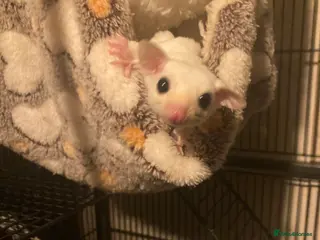 Sugar Glider rodents Baby leu sugar gliders and Pygmy hedgehogs - Advert 5