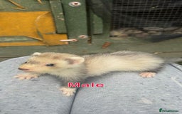 Ferret rodents for sale: Young ferrets  - Image 4