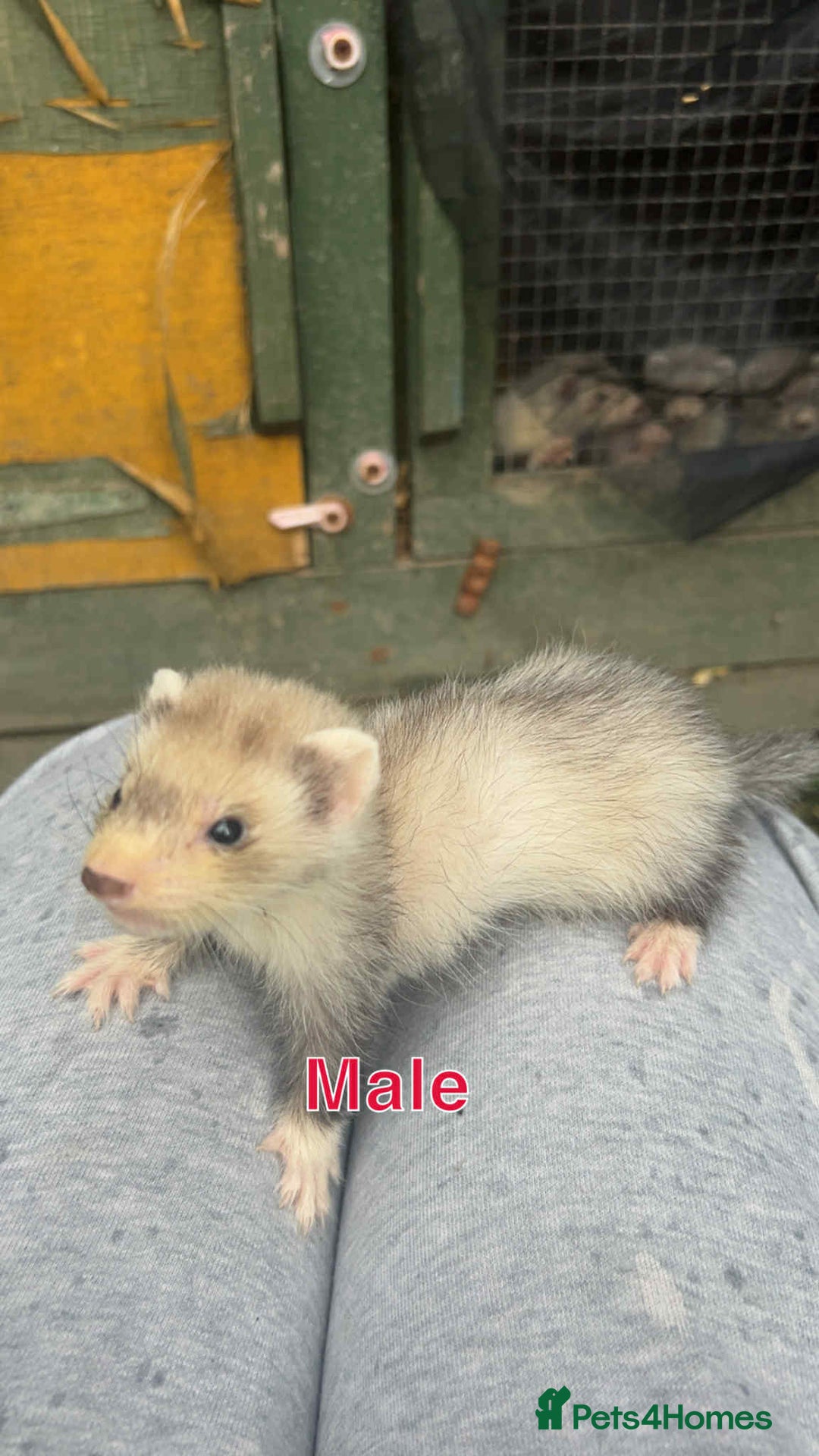Ferret rodents for sale: Young ferrets  - Image 4