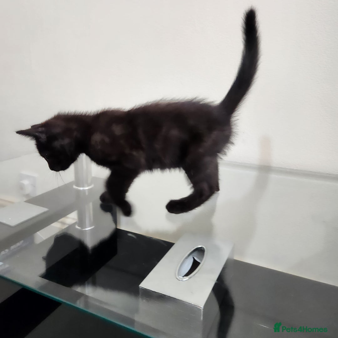 Domestic Shorthair cats for sale: 5 kittens ready for a new home  - Image 5