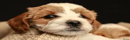 Cavapoo dogs for sale: cavapoo puppies for Sale X3 Girls  in Lincoln - Advert 22