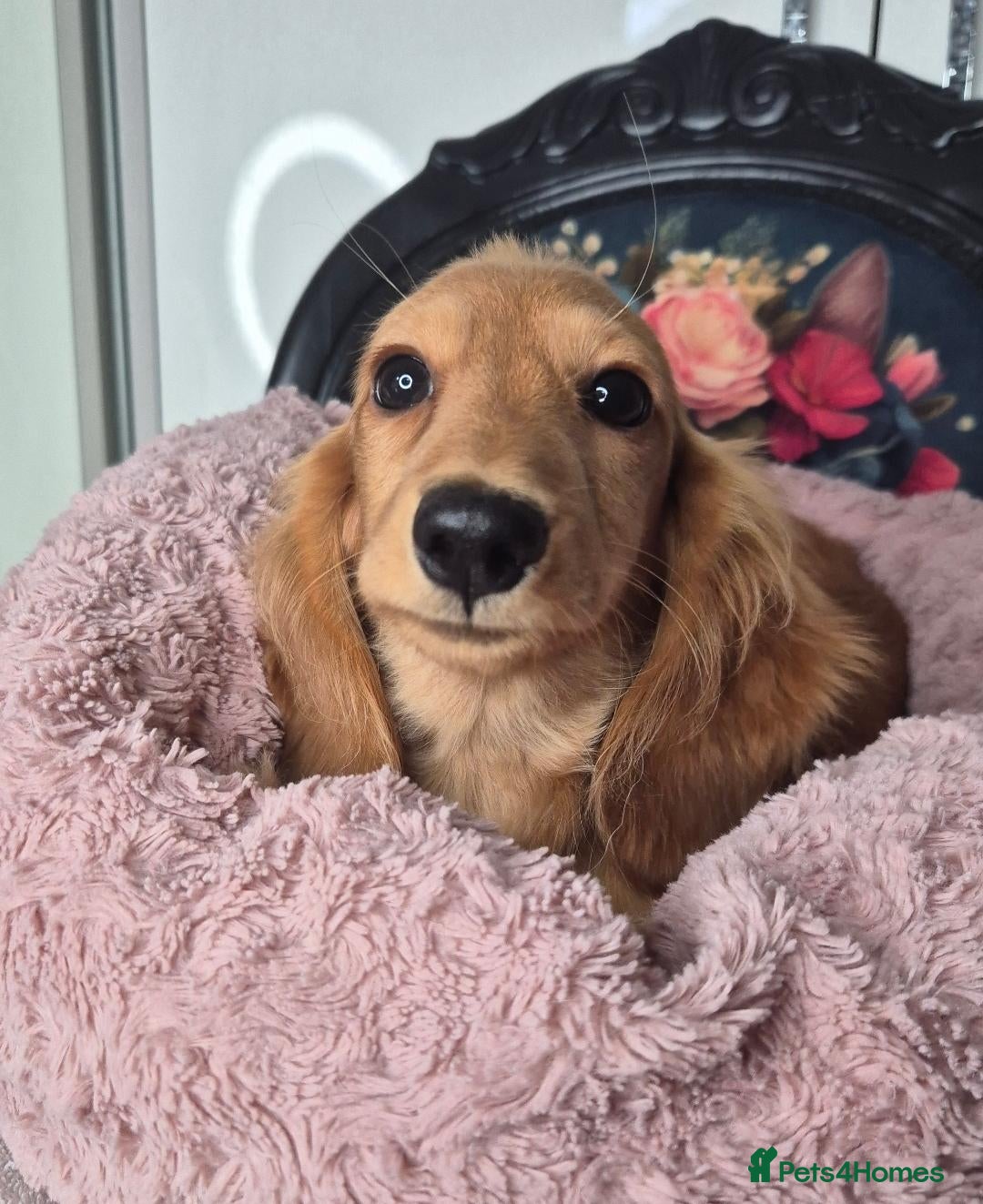 Miniature Dachshund dogs for sale: KC registered miniature dachshund girl - Advert 12