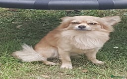 Chihuahua dogs for stud: My name is dax  - Image 2