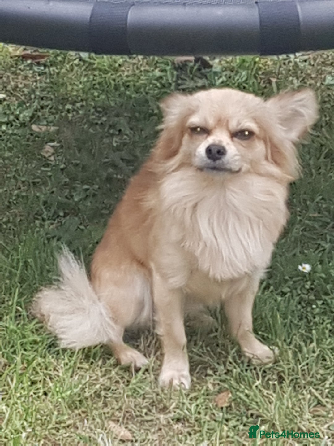 Chihuahua dogs for stud: My name is dax  - Image 2