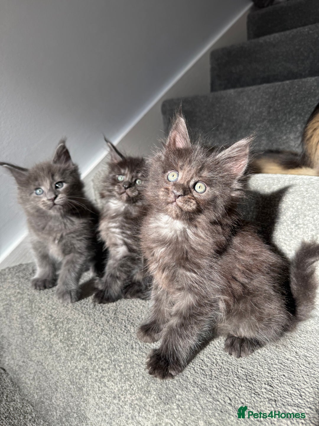 Maine Coon cats for sale: Pedigree Maine Coon Kittens – Blues & Smokes - Advert 6