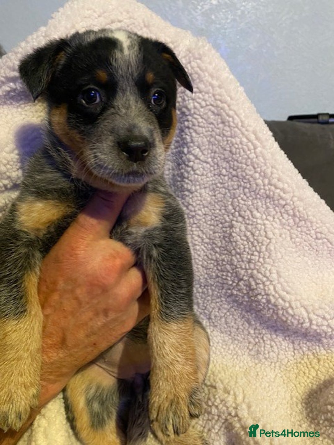 Australian Cattle Dog dogs for sale: Australian Cattle Dog Puppies - Advert 6