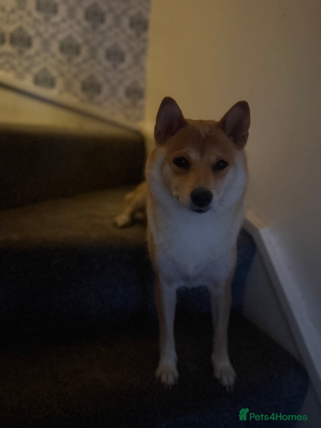 Japanese Shiba Inu dogs for sale: 🧡🦊Stunning KC Shiba Inu female ready now!🧡🦊 - Image 17