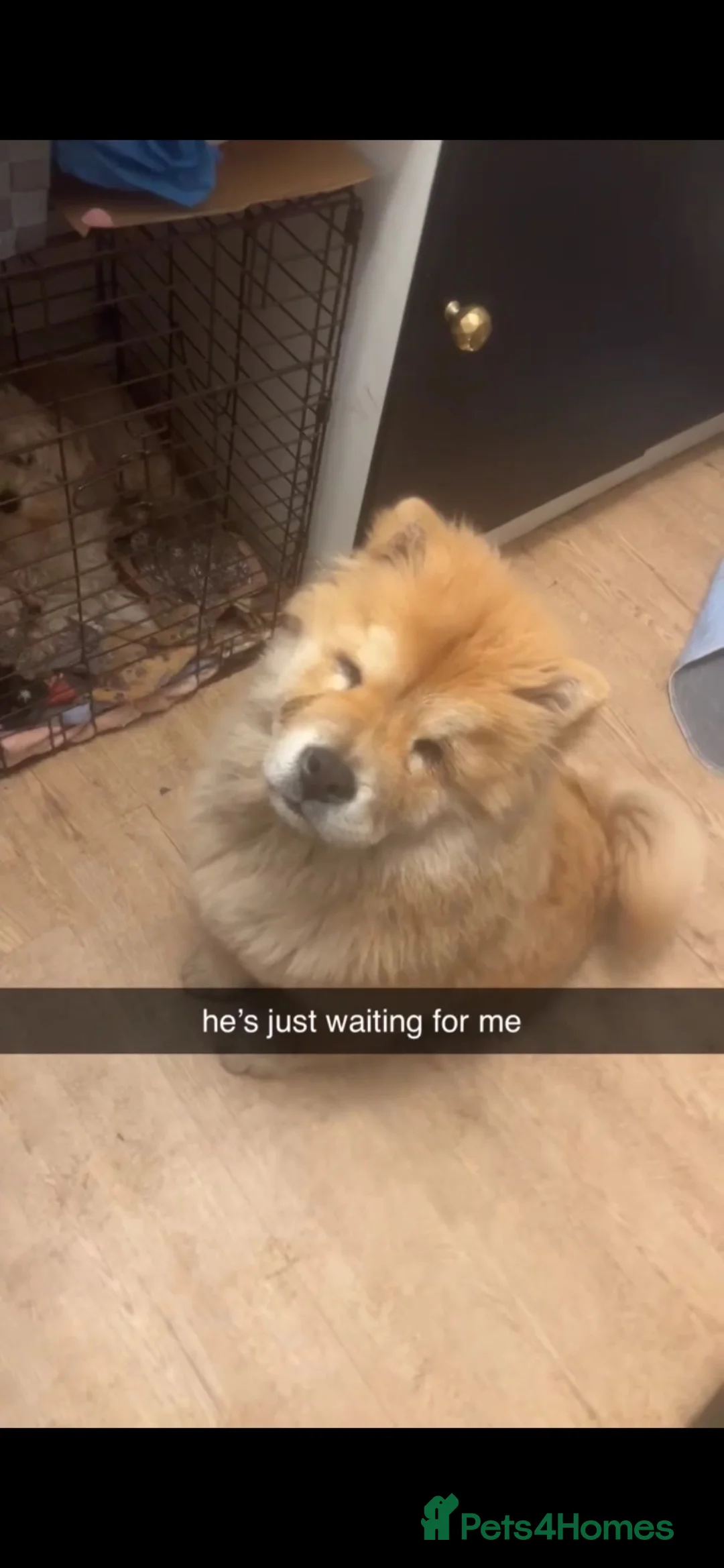 Chow Chow dogs for sale: 1 year old Chow Chow male in Doncaster - Advert 2