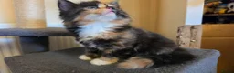 Mixed Breed cats for sale: 3 beautiful kittens - Advert 12