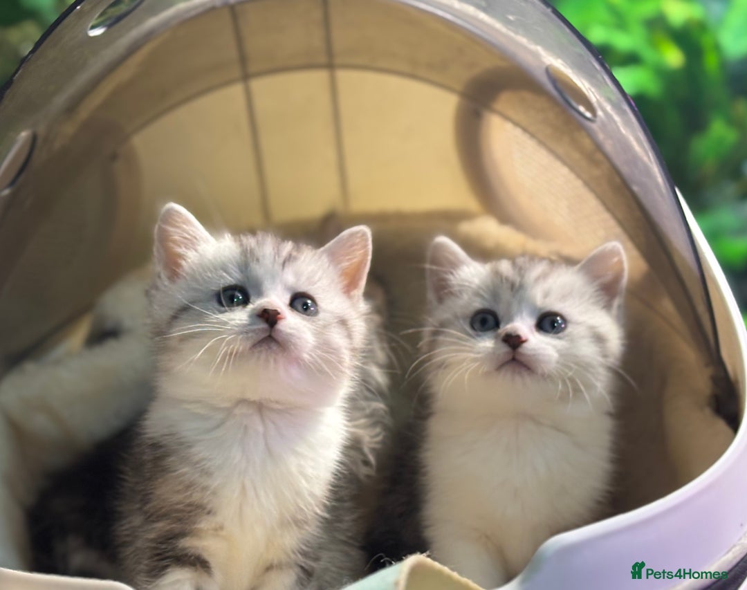 Munchkin cats for sale: Full Pedigree Munchkin Kittens  - Advert 29