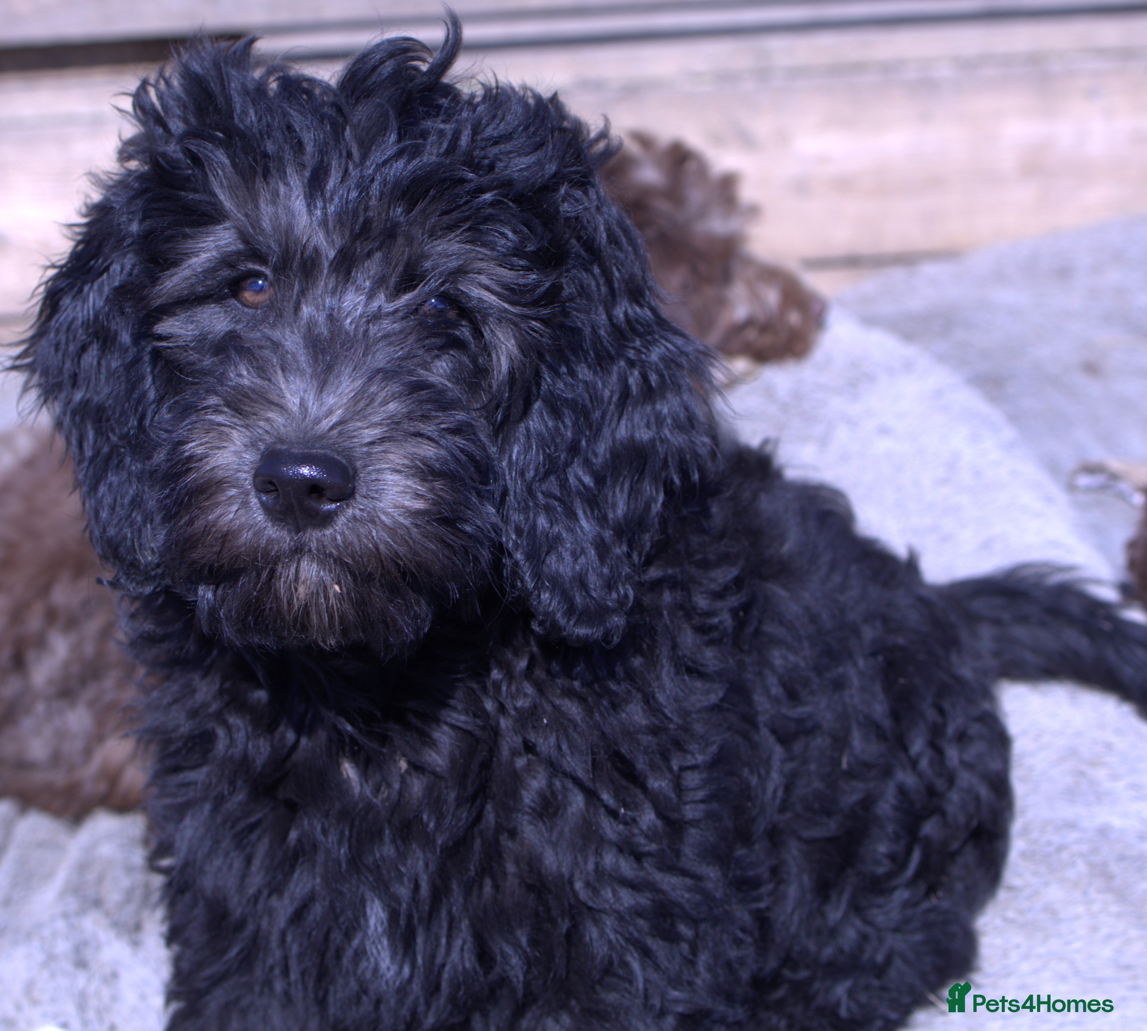 Double Doodle dogs 🌈Fully vaccinated and ready to meet the world 🌈 - Advert 4