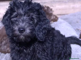 Double Doodle dogs 🌈Fully vaccinated and ready to meet the world 🌈 - Advert 4