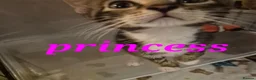 Mixed Breed cats for sale: Beautiful loved , healthy kitten's  - Advert 13