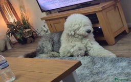 Mixed Breed dogs for sale: OES/ Golden Oldie Cross - Image 5
