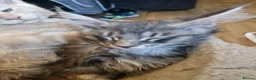 Maine Coon cats for sale: Last 2 gorgeous TICA mainecoons ready now - Advert 10