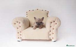 French Bulldog dogs for sale: French Bulldogs  - Image 8