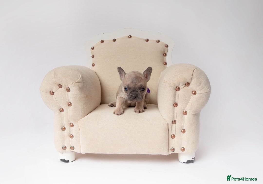 French Bulldog dogs for sale: French Bulldogs  - Image 8