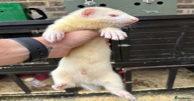 Ferret rodents - Advert 3