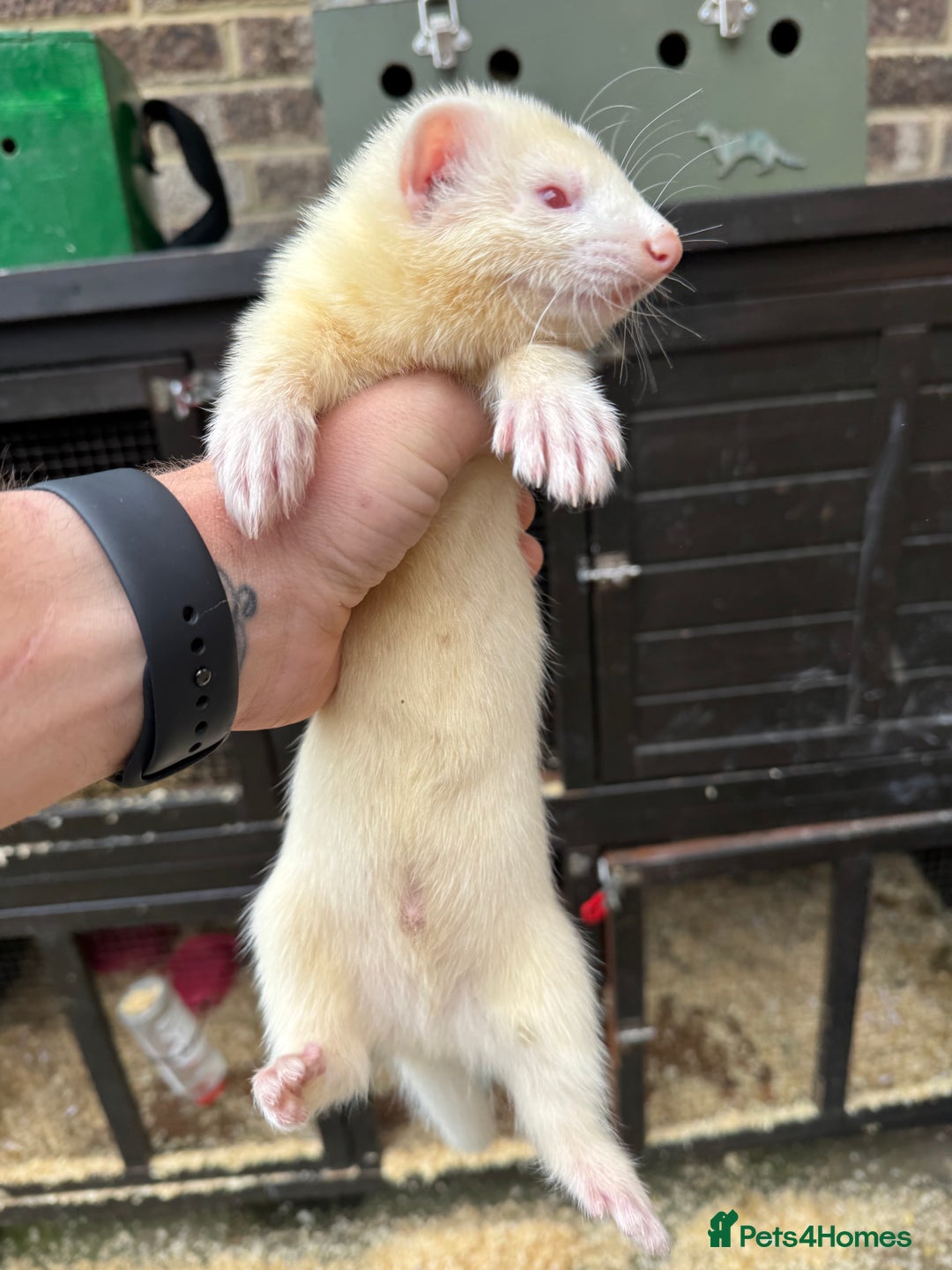 Ferret rodents for sale: Ferret kits for sale - Image 2
