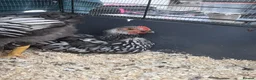 Chickens poultry for sale: Pure Silver Laced Wyandotte Cockerels x 2 in Slough - Advert 4
