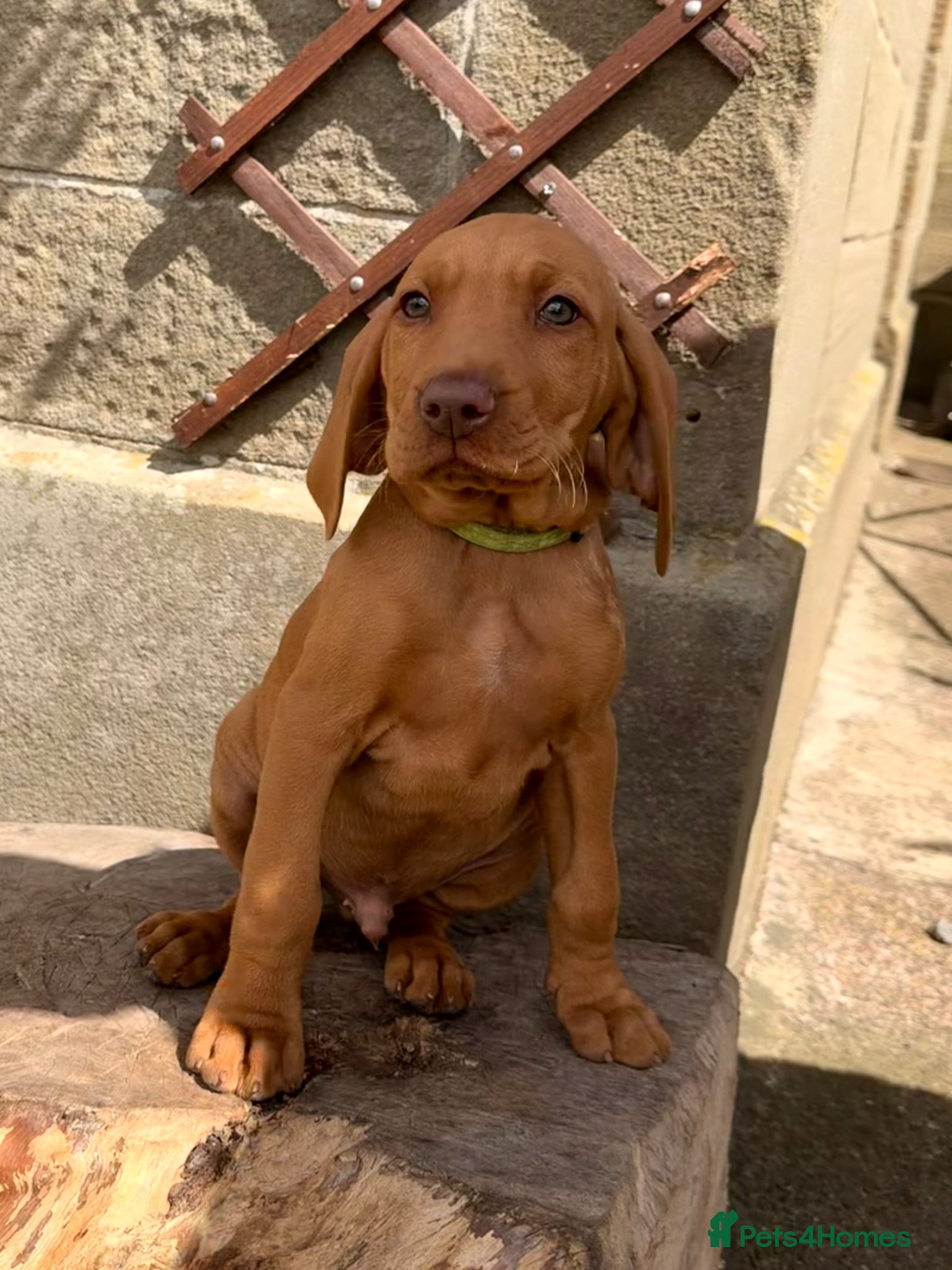 Hungarian Vizsla dogs READY NOW Beautiful KC Reg. Vizsla Pups - Advert 2