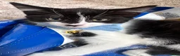 Mixed Breed cats for sale: Beautiful 8week old kittens  - Advert 11