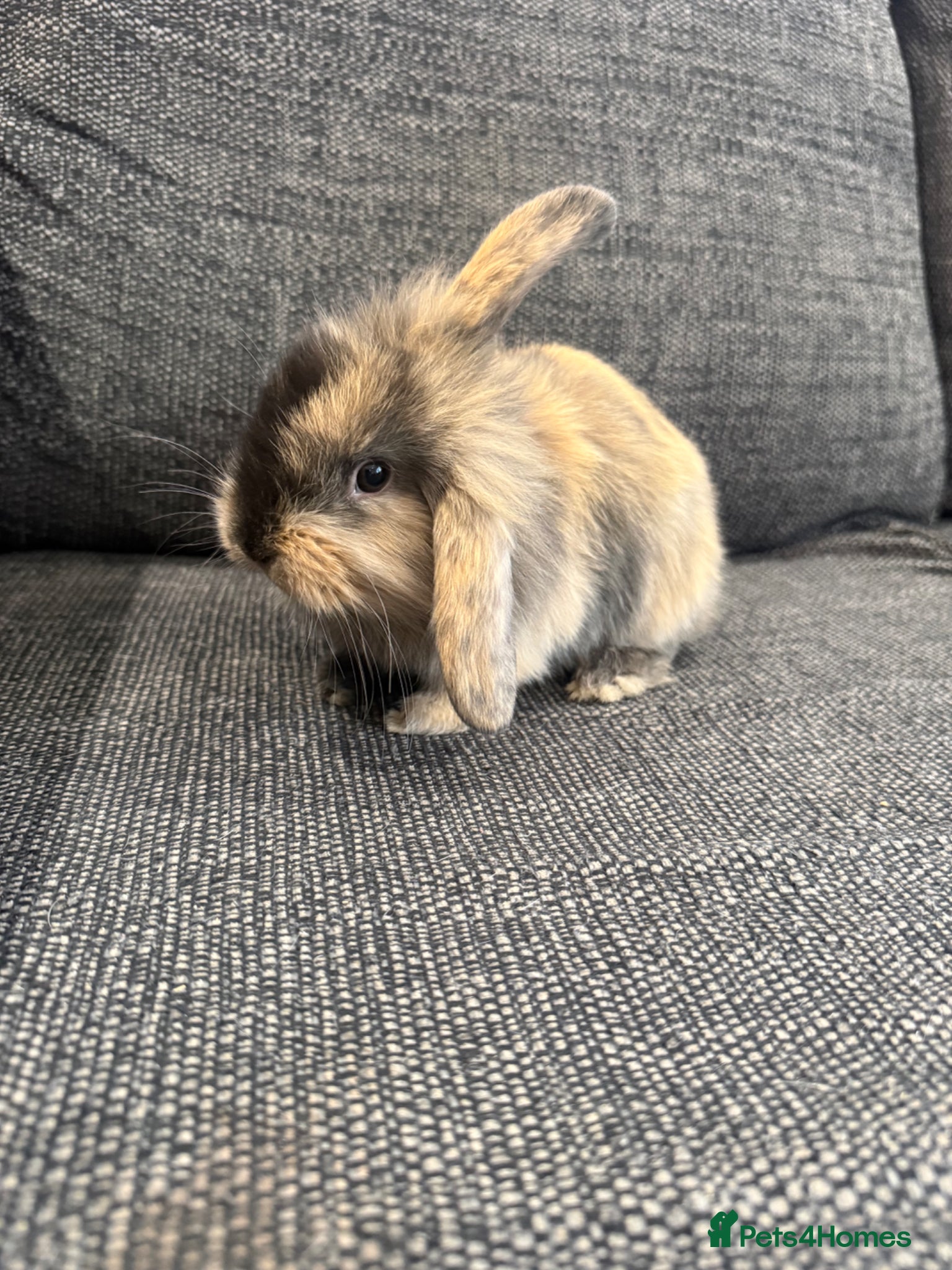 Mini Lion Lop rabbits 4 adorable bunnies for Sale 🩷💙 - Advert 2