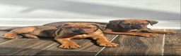 Mixed Breed dogs for sale: Dogue de bordeaux / Doberman  - Advert 14