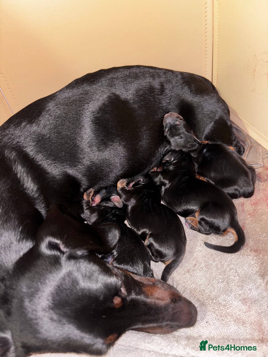 Miniature Dachshund dogs for sale: Miniature dachshund  - Image 3