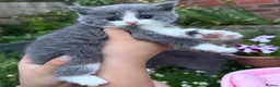 British Shorthair cats for sale: Last😘Ready for new family British  - Advert 14