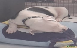 Staffordshire Bull Terrier dogs for sale: Male pup 4 sale  - Image 4