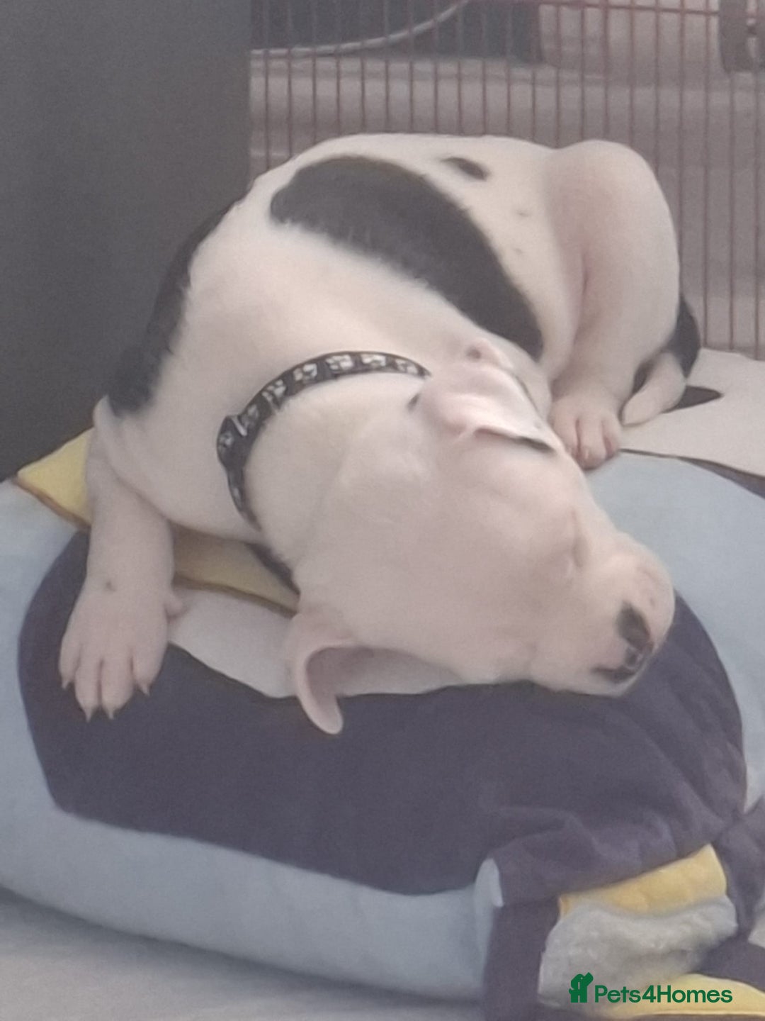 Staffordshire Bull Terrier dogs for sale: Male pup 4 sale  - Image 4