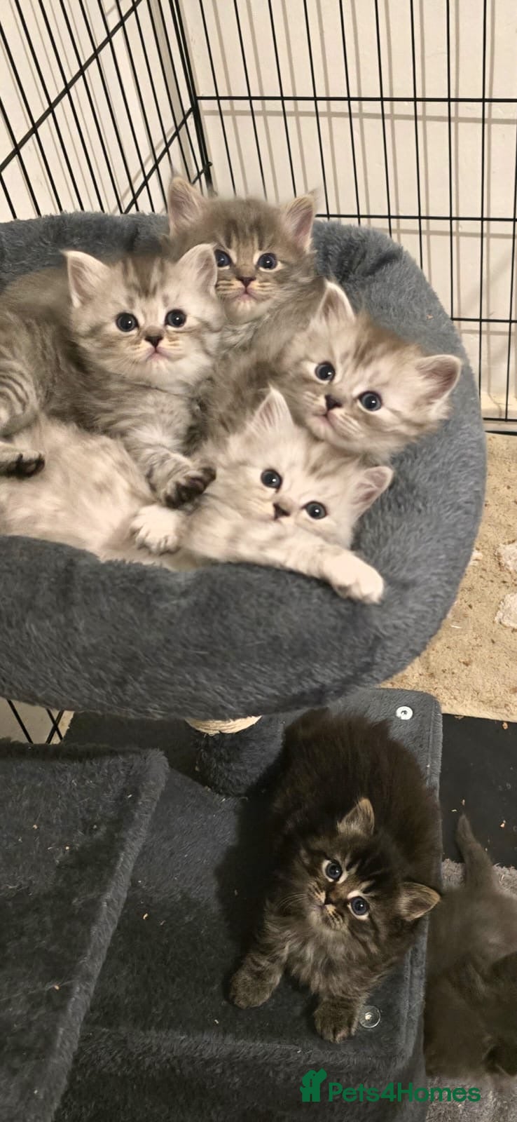 Persian cats Beautiful Persian Kittens  - Advert 1